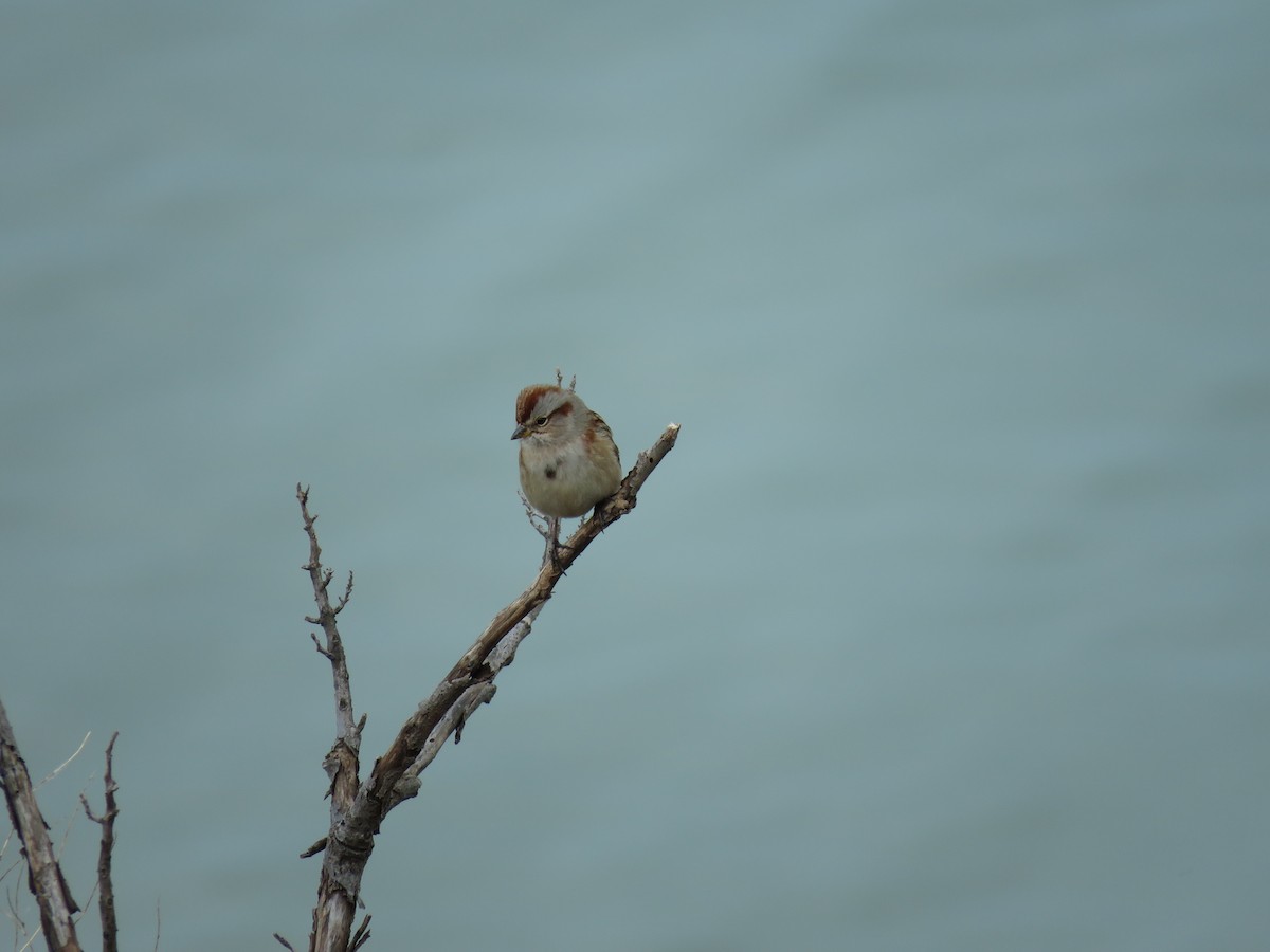 American Tree Sparrow - Cole DiFabio