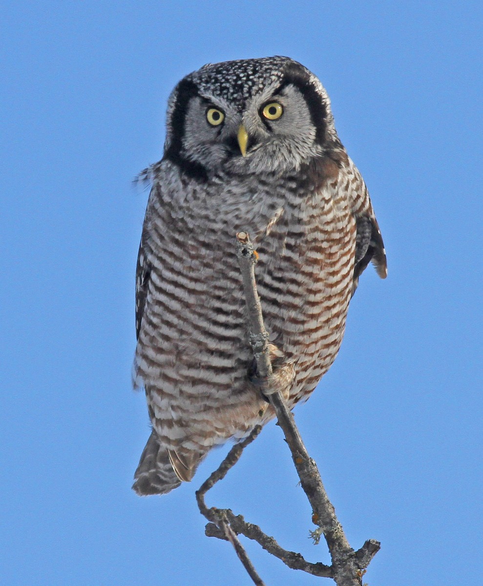 Northern Hawk Owl - ML130143641