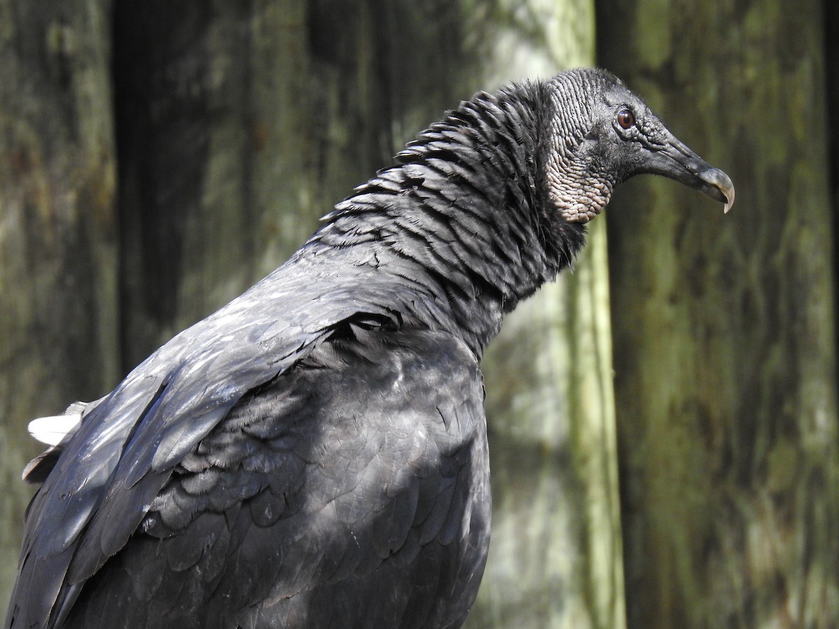 Black Vulture - ML130144591