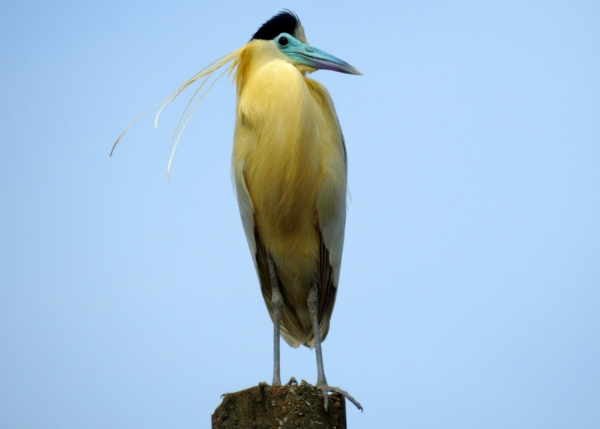Capped Heron - Andy Frank