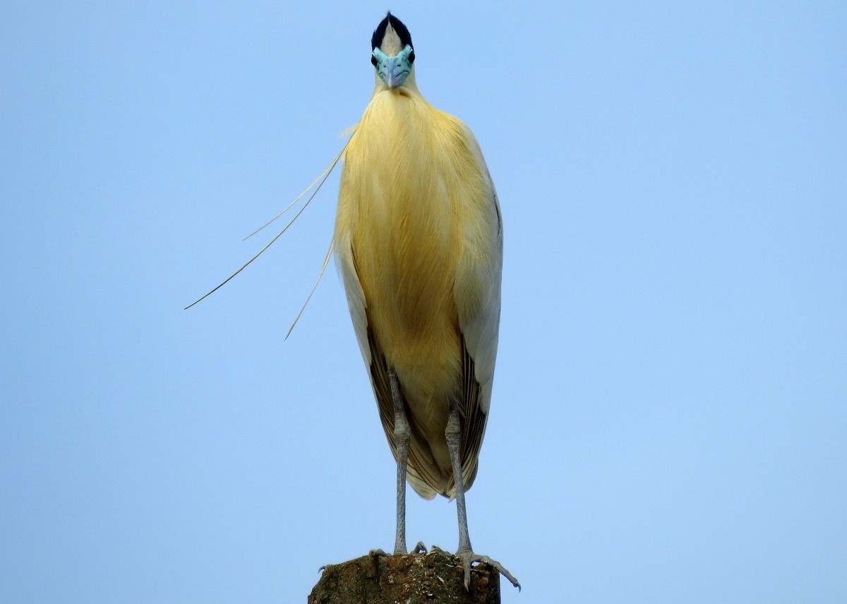 Capped Heron - Andy Frank