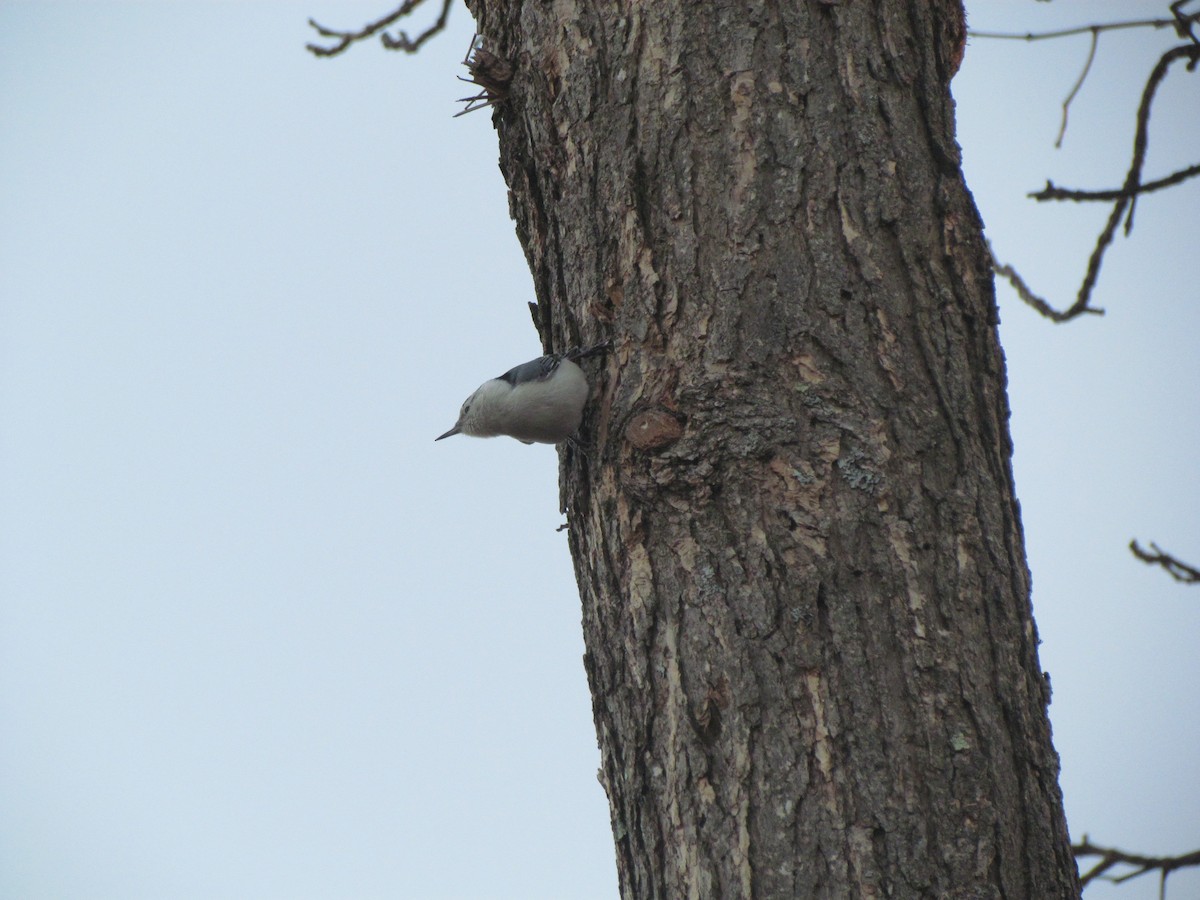 White-breasted Nuthatch - ML130146341