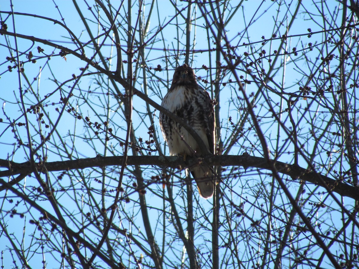 Red-tailed Hawk - ML130146941