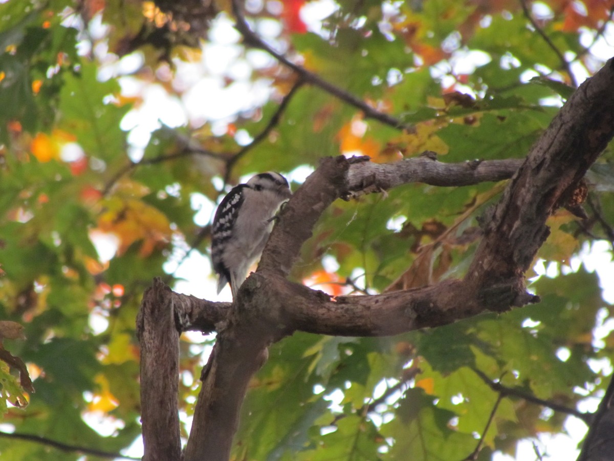 Downy Woodpecker - ML130147101