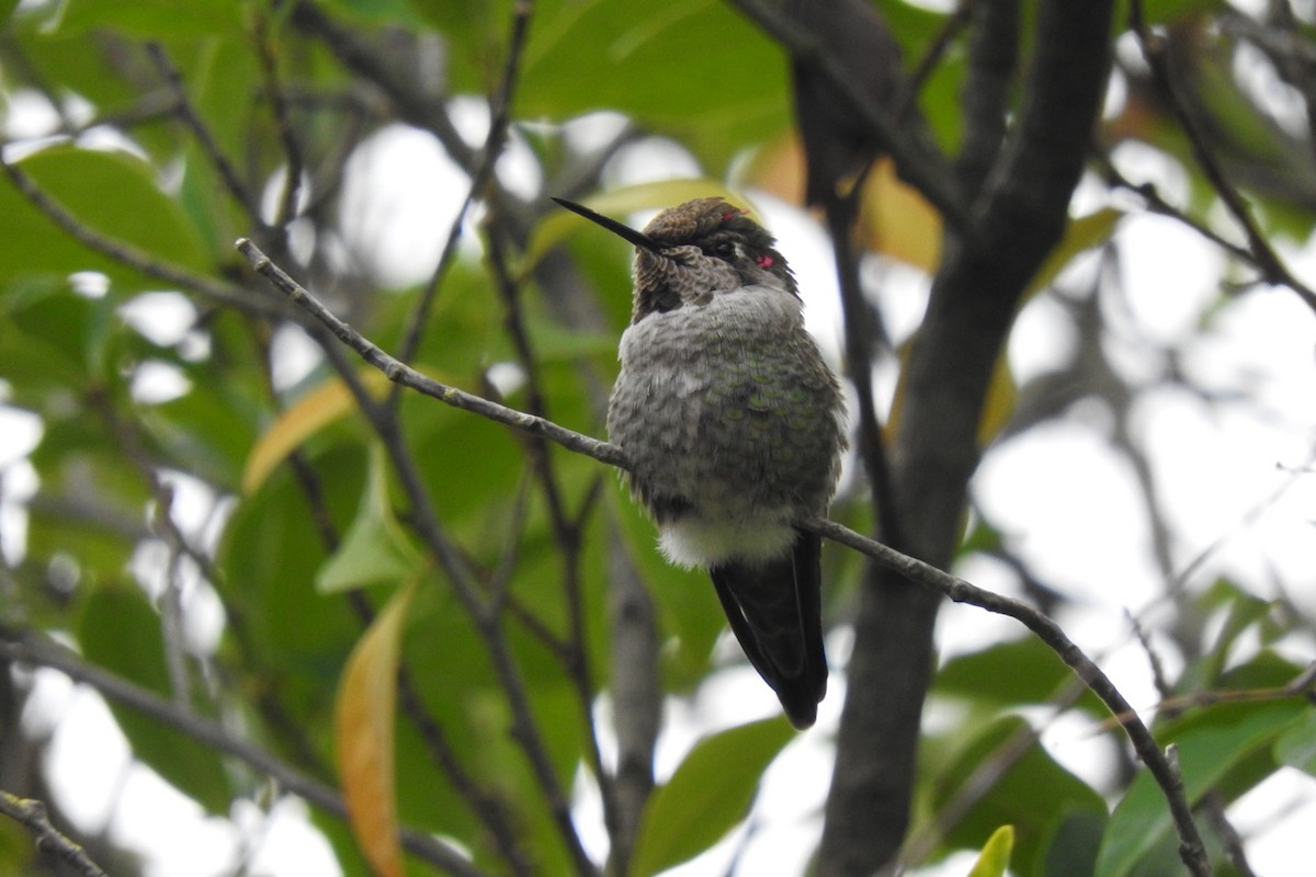Anna's Hummingbird - ML130147791