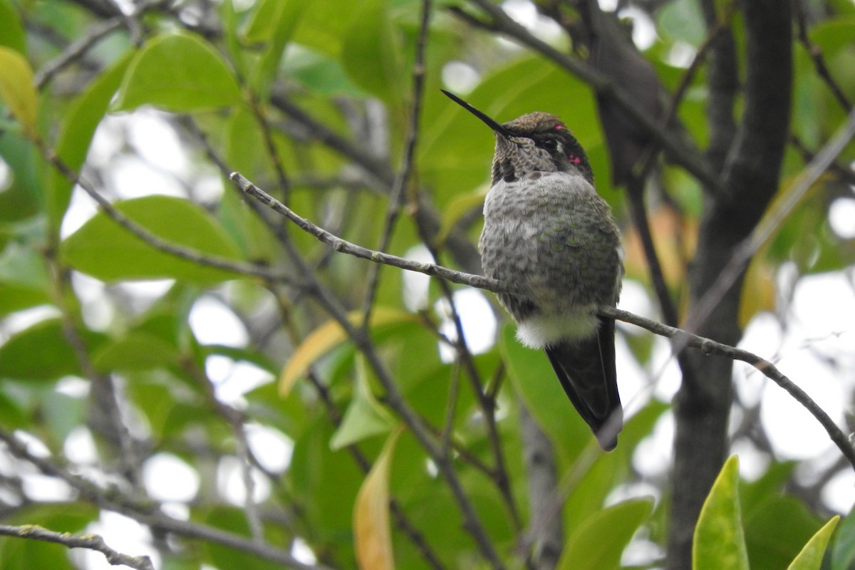 Anna's Hummingbird - ML130147811