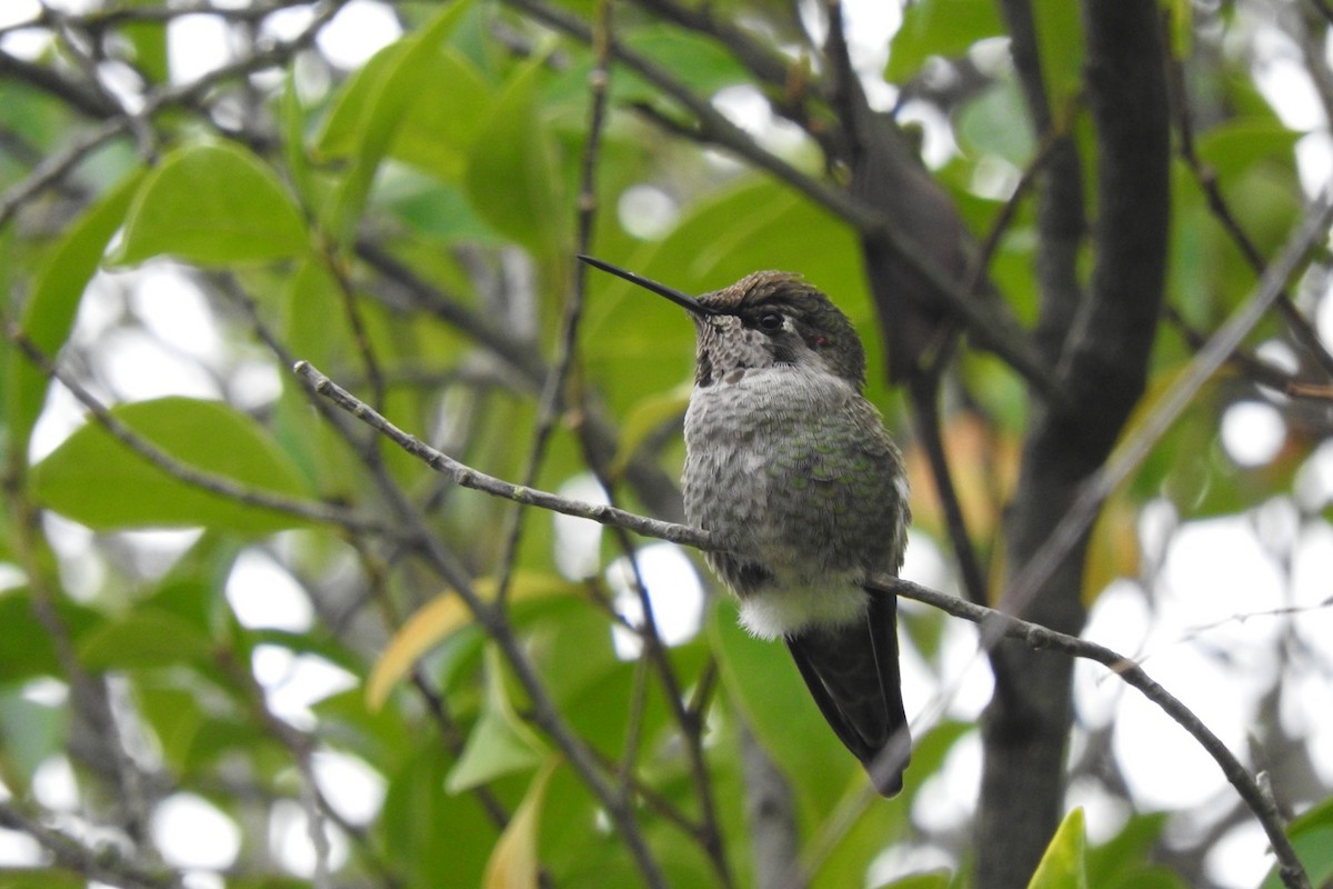 Anna's Hummingbird - ML130147841