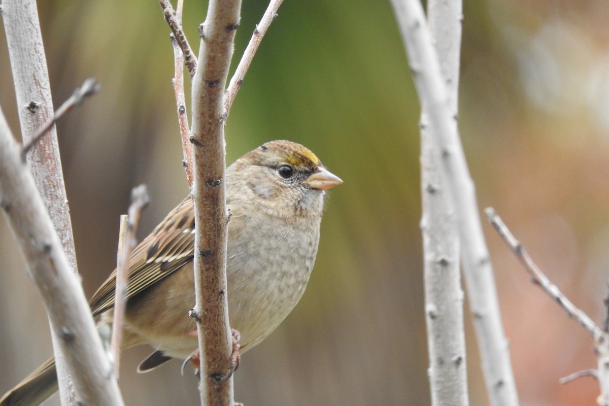 Golden-crowned Sparrow - ML130148191