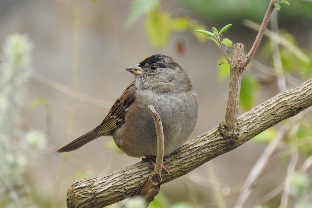 Golden-crowned Sparrow - ML130148201