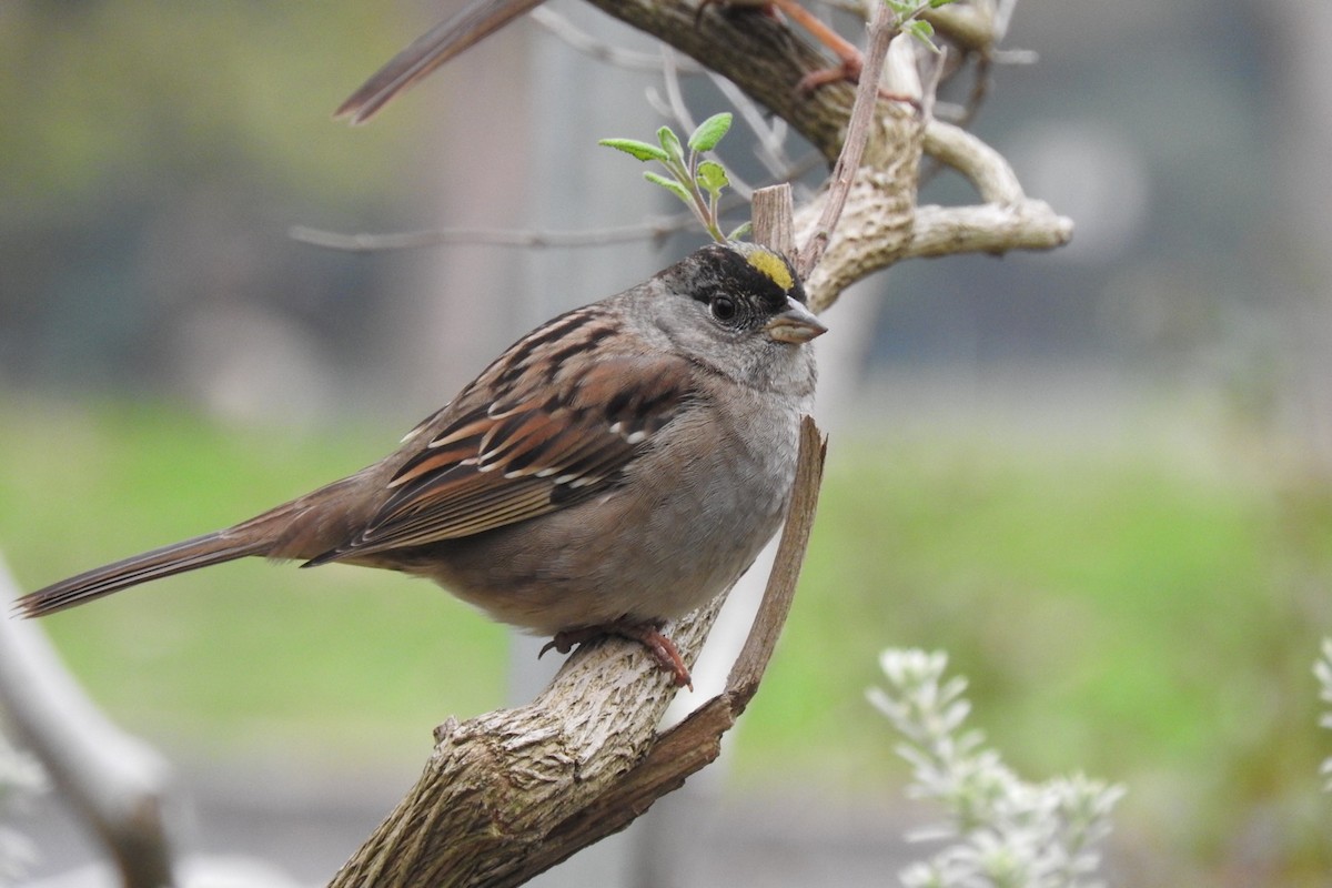 Golden-crowned Sparrow - Ronan Nicholson