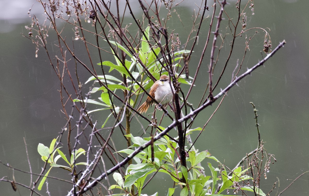 Yellow-chinned Spinetail - ML130149921