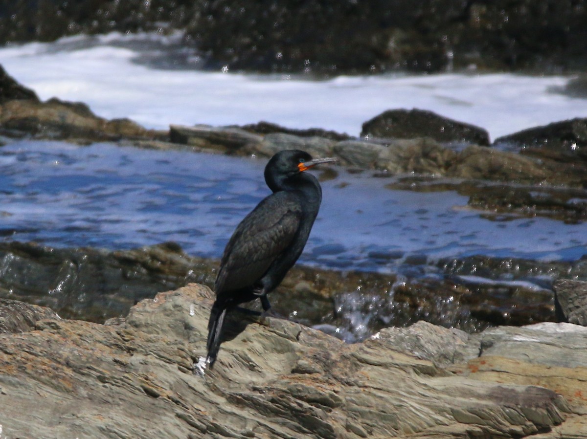 Cape Cormorant - Roger Gibb