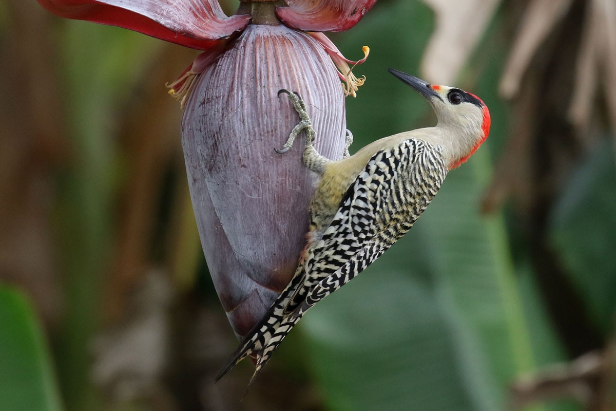 West Indian Woodpecker - Noah Strycker