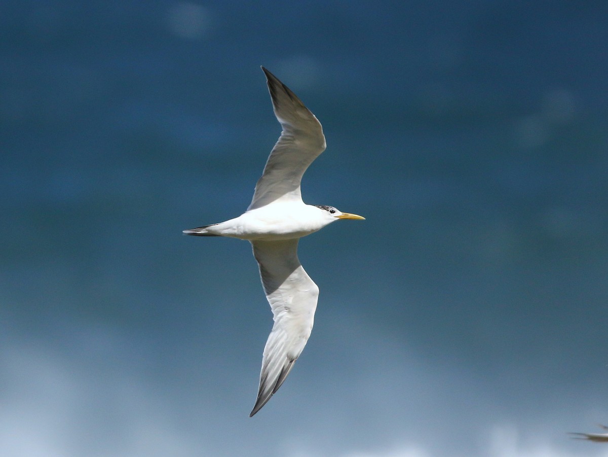 Great Crested Tern - Roger Gibb