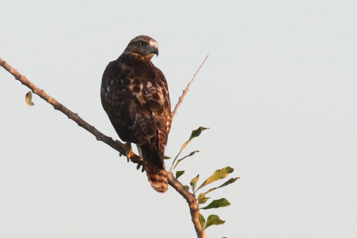 Red-tailed Hawk - Noah Strycker