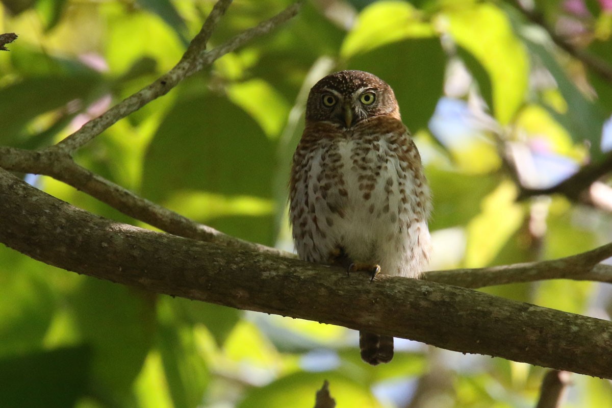 Cuban Pygmy-Owl - ML130158351