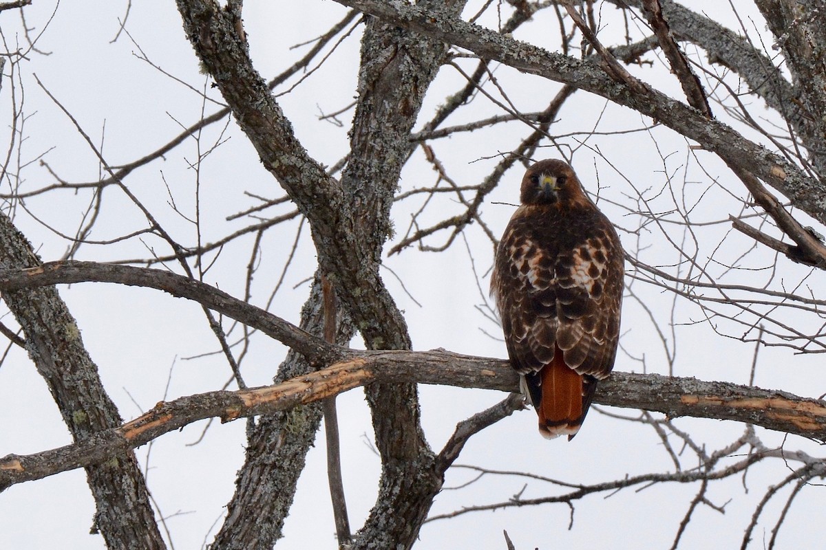 Red-tailed Hawk - ML130158611