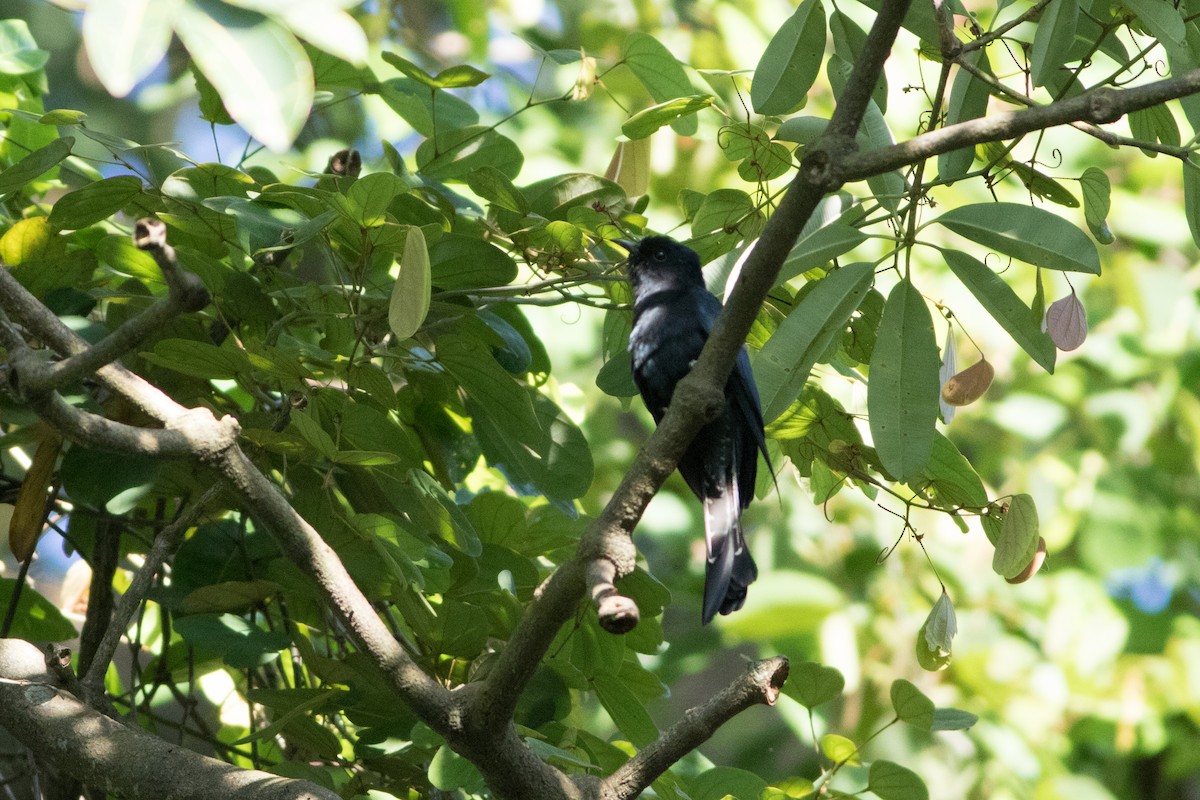Square-tailed Drongo-Cuckoo - Lucas Bobay