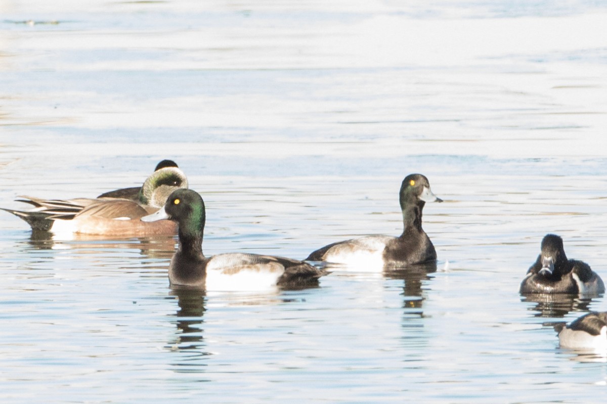 Greater Scaup - Wolfe R