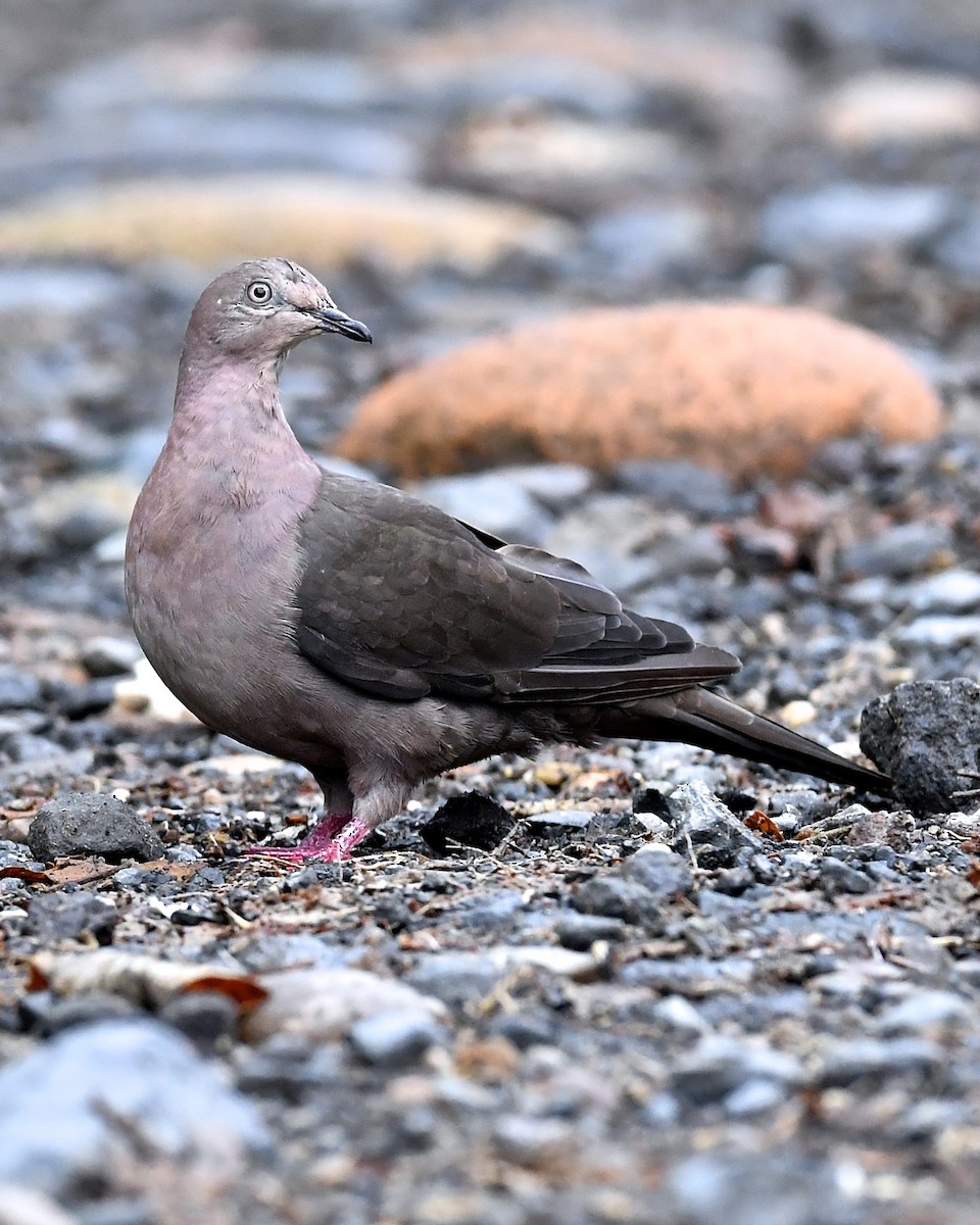 Plumbeous Pigeon - Gerald Friesen