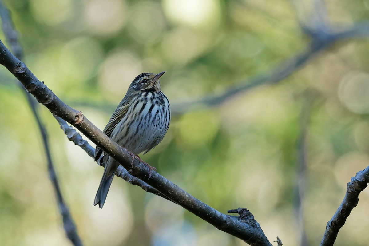 Olive-backed Pipit - Vincent Wang