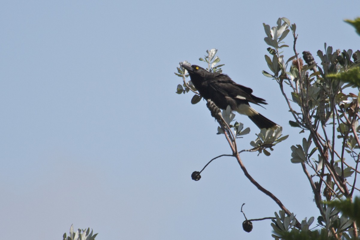 Pied Currawong - ML130167501