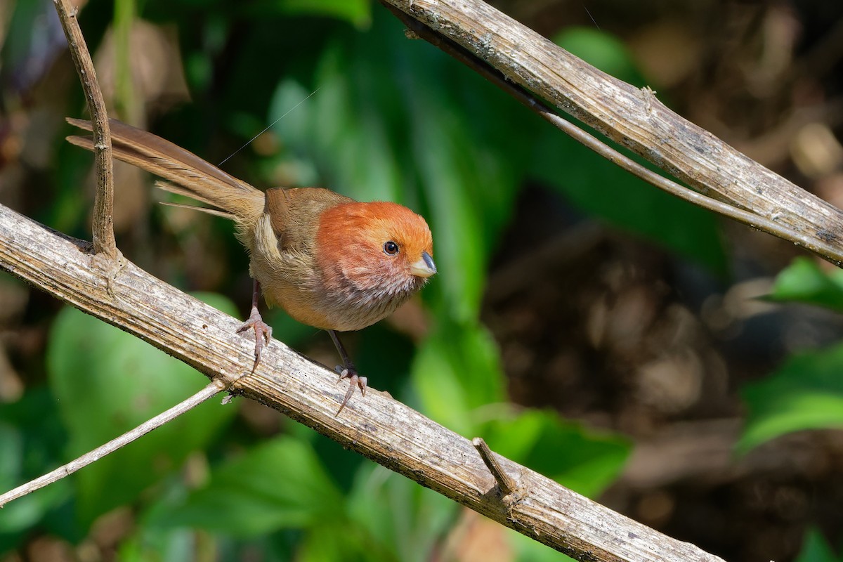 Brown-winged Parrotbill - Vincent Wang