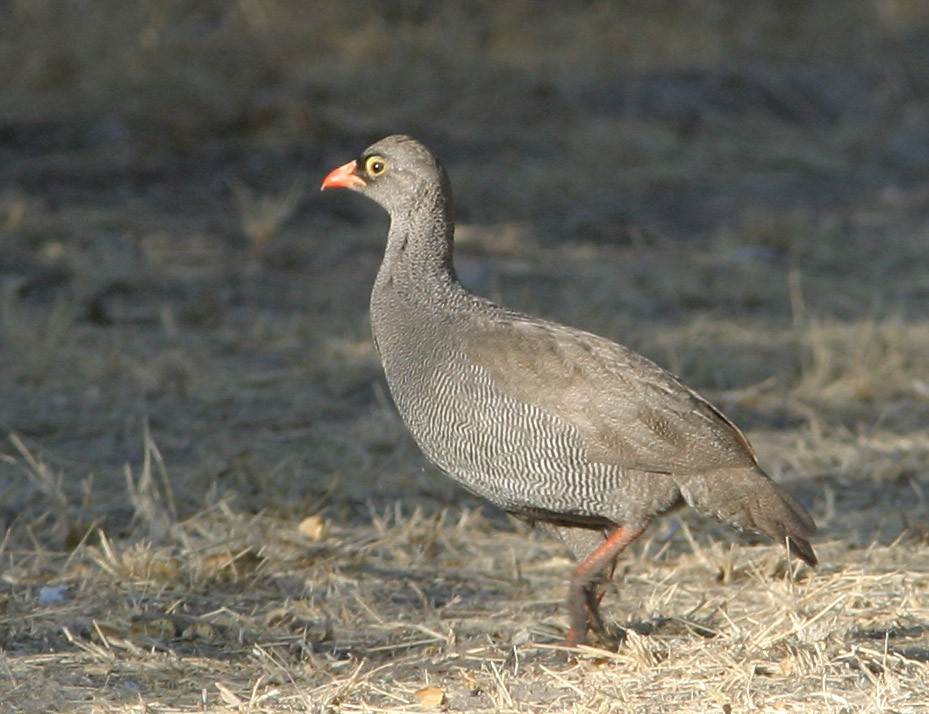 Red-billed Spurfowl - Don Roberson