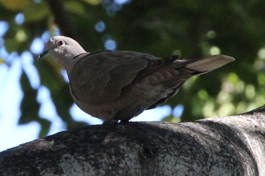 Eurasian Collared-Dove - ML130172231