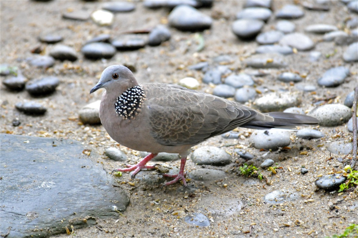 Spotted Dove (Eastern) - Gerald Friesen