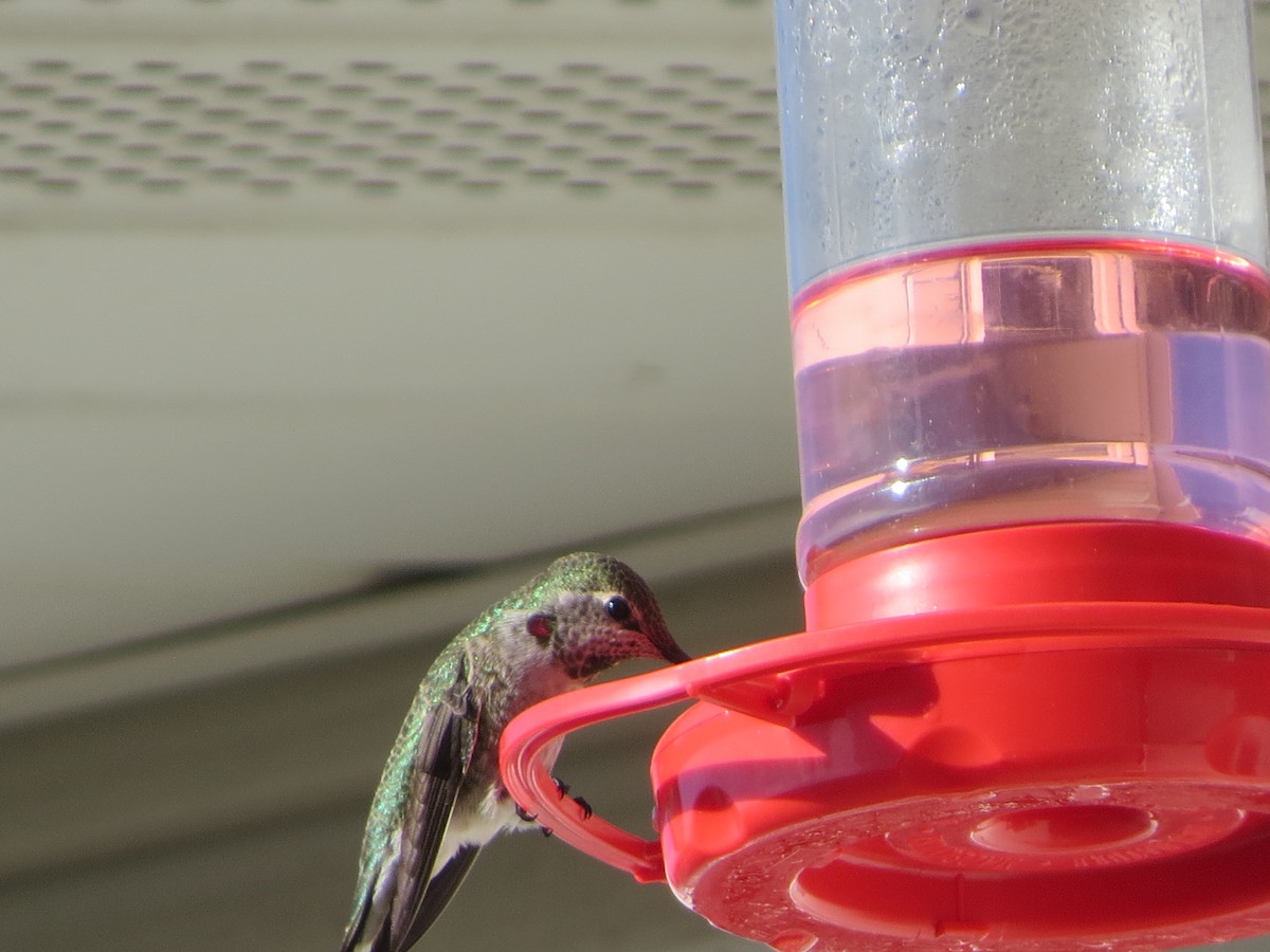 Anna's Hummingbird - Neldon Kunz