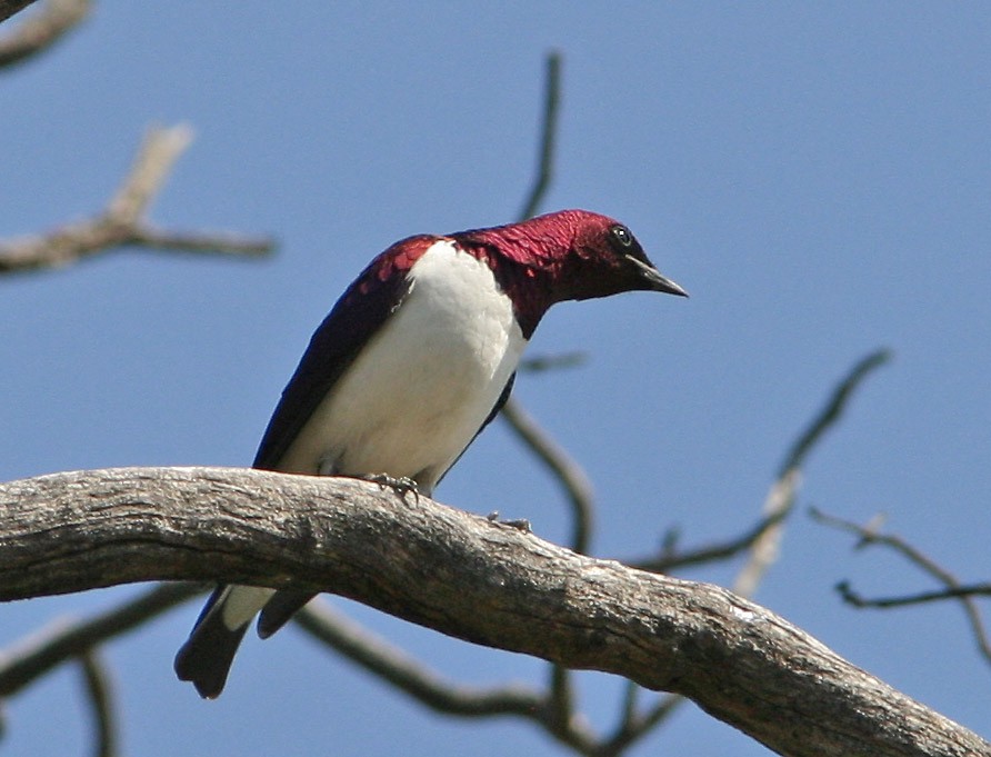 Violet-backed Starling - Don Roberson