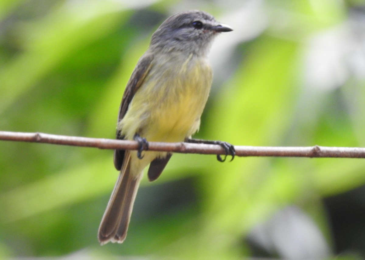 Sooty-headed Tyrannulet - ML130175811