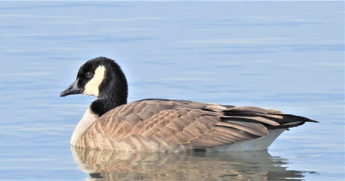 Cackling Goose (Richardson's) - ML130176691