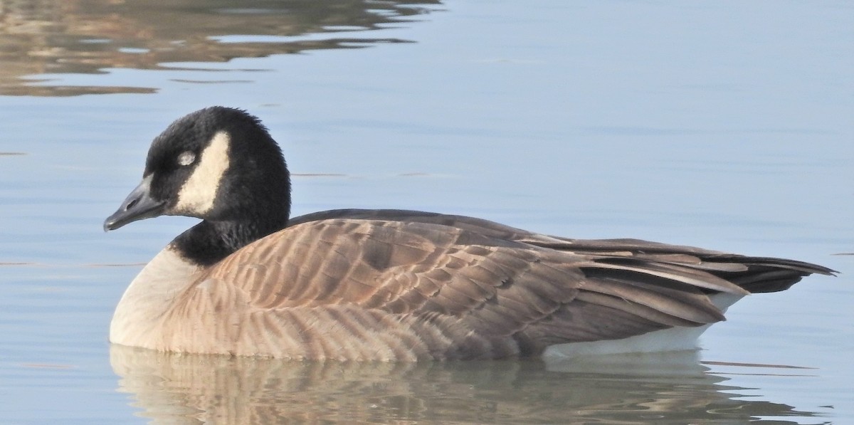 Cackling Goose (Richardson's) - ML130176721