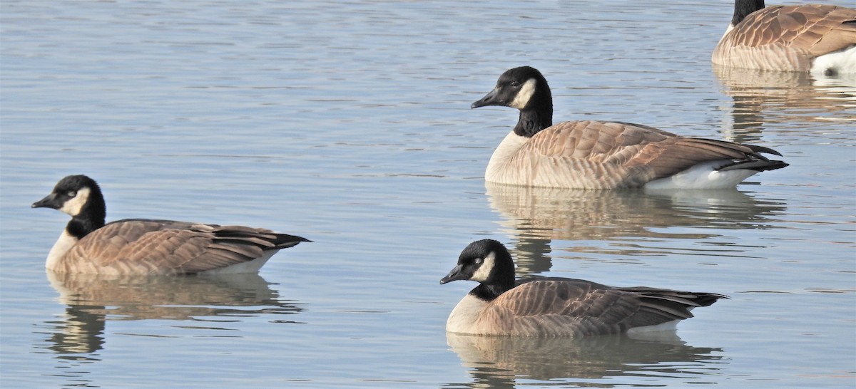 Cackling Goose (Richardson's) - ML130176731
