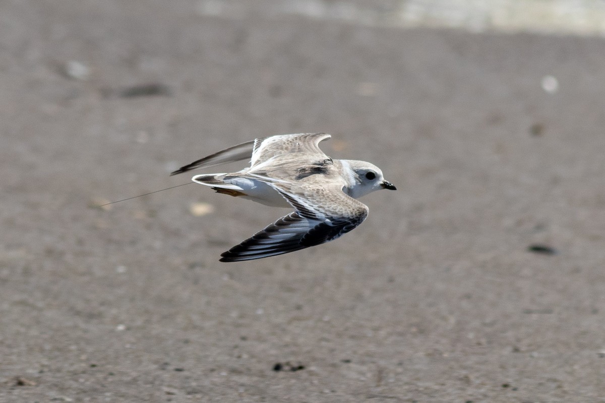 Piping Plover - ML130176851