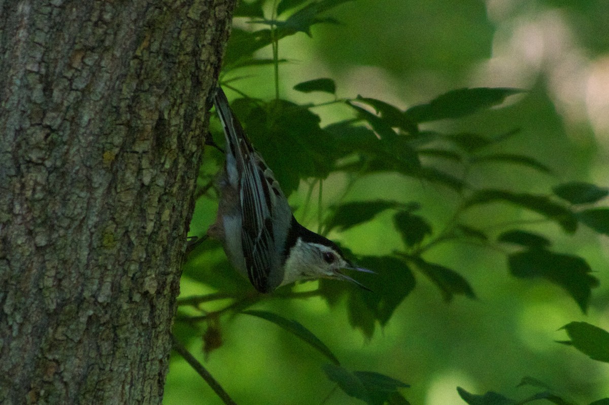 White-breasted Nuthatch - ML130177521