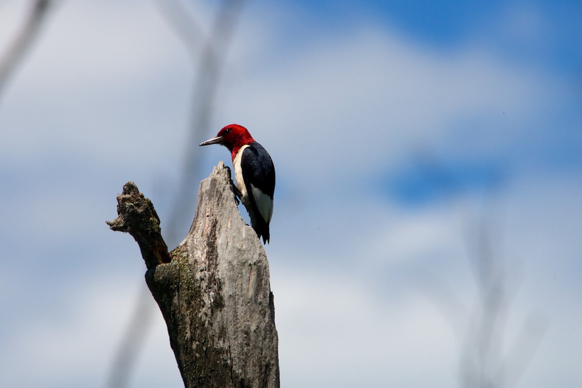 Red-headed Woodpecker - ML130178731