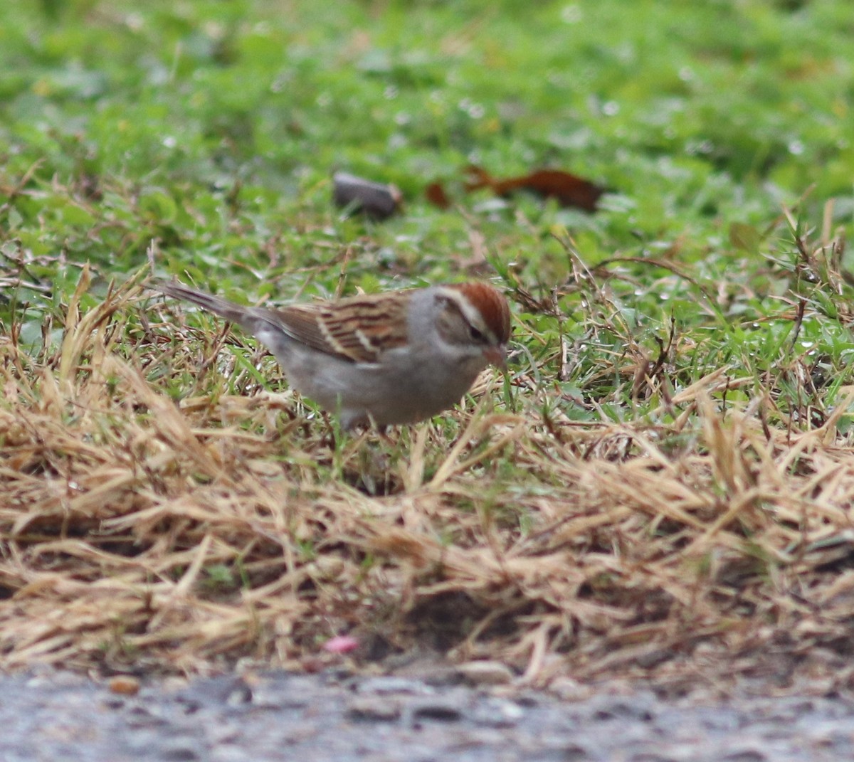 Chipping Sparrow - Daphne Asbell