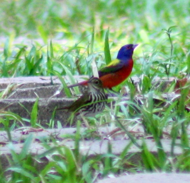 Painted Bunting - ML130183621