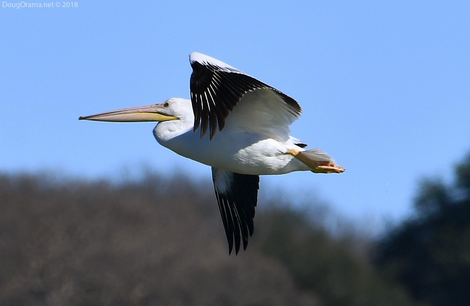 American White Pelican - Doug Orama