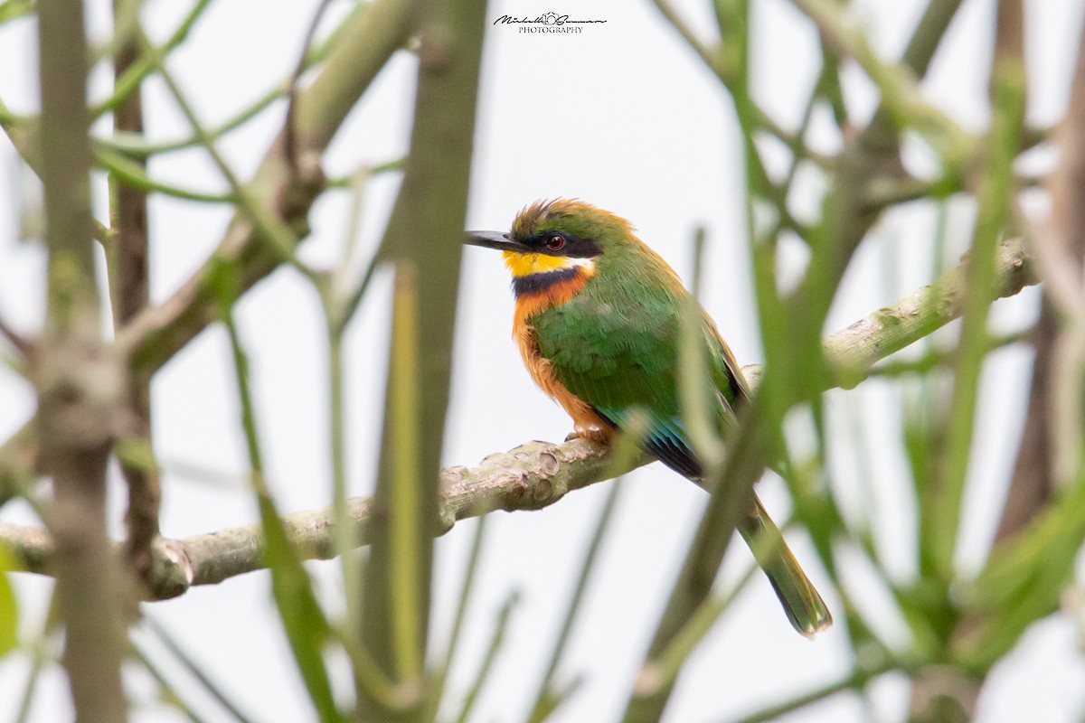 Cinnamon-chested Bee-eater - Michelle Summers
