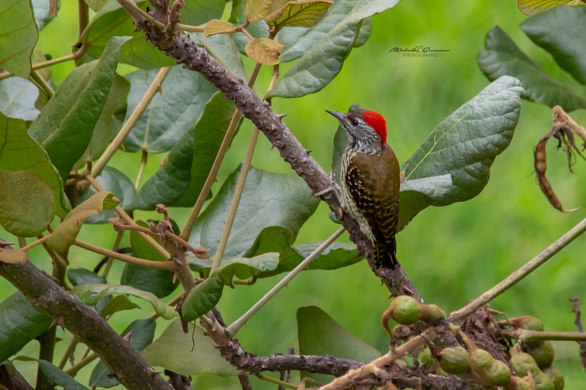 Cardinal Woodpecker - ML130191461
