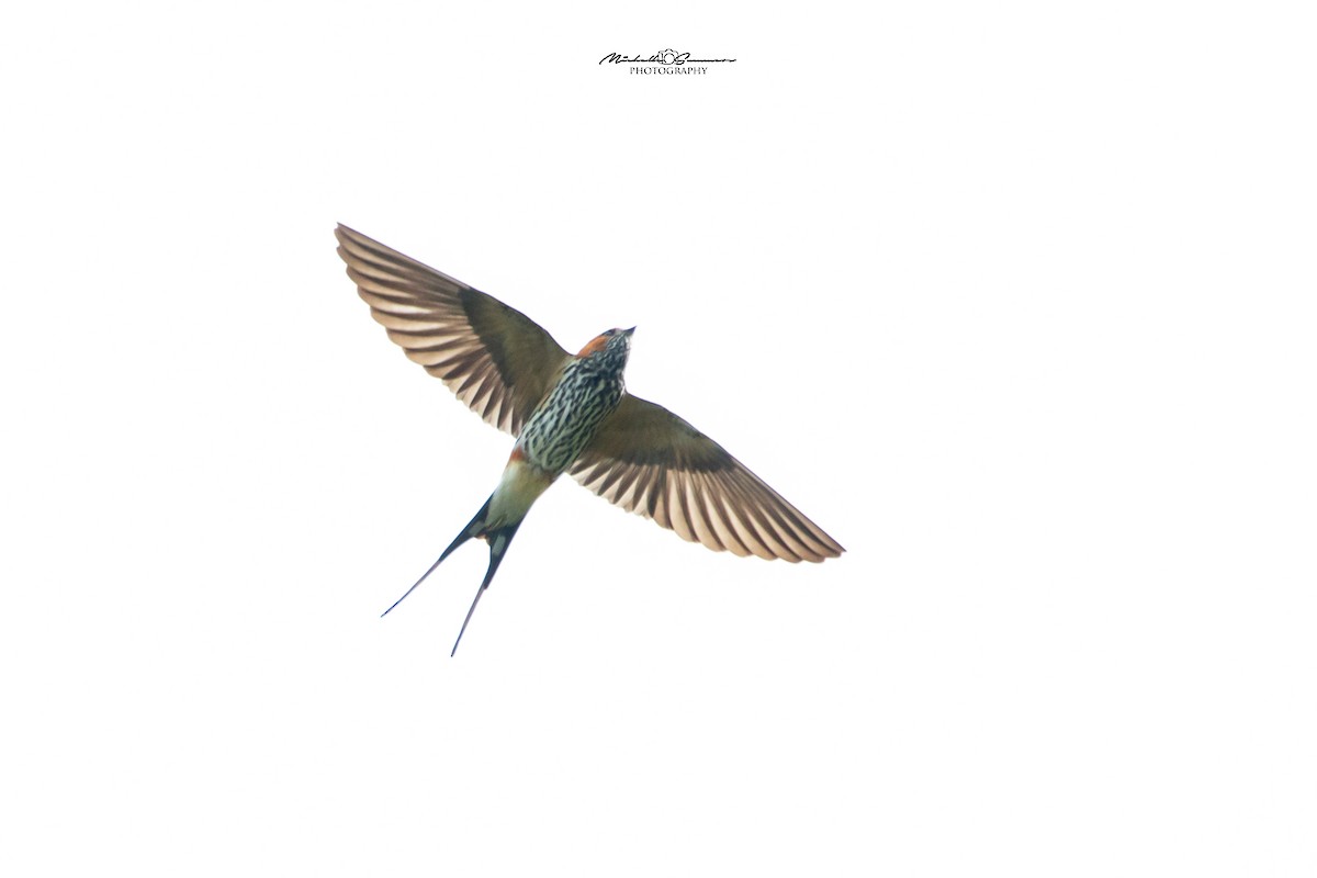 Lesser Striped Swallow - ML130191801