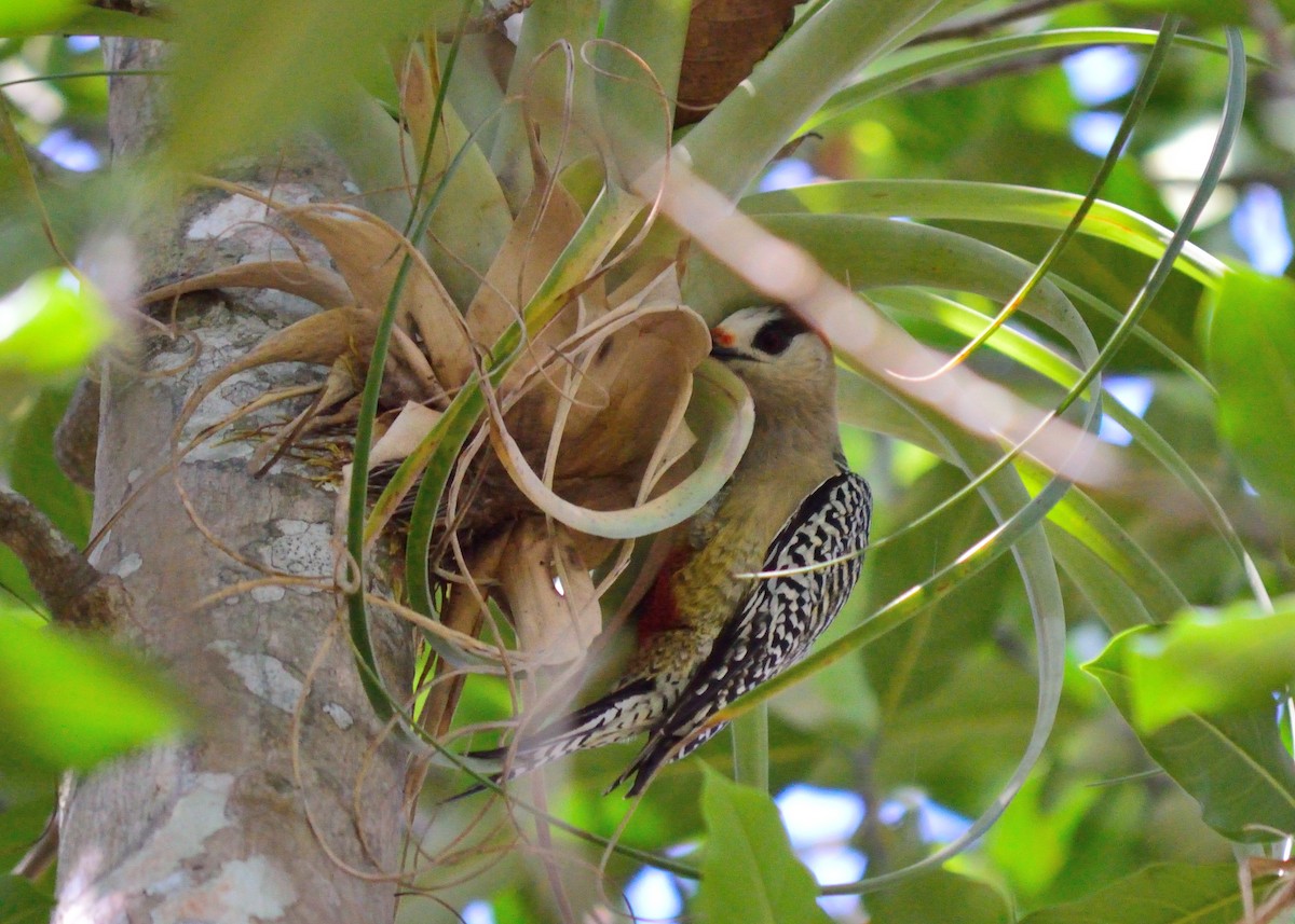 West Indian Woodpecker - ML130191901