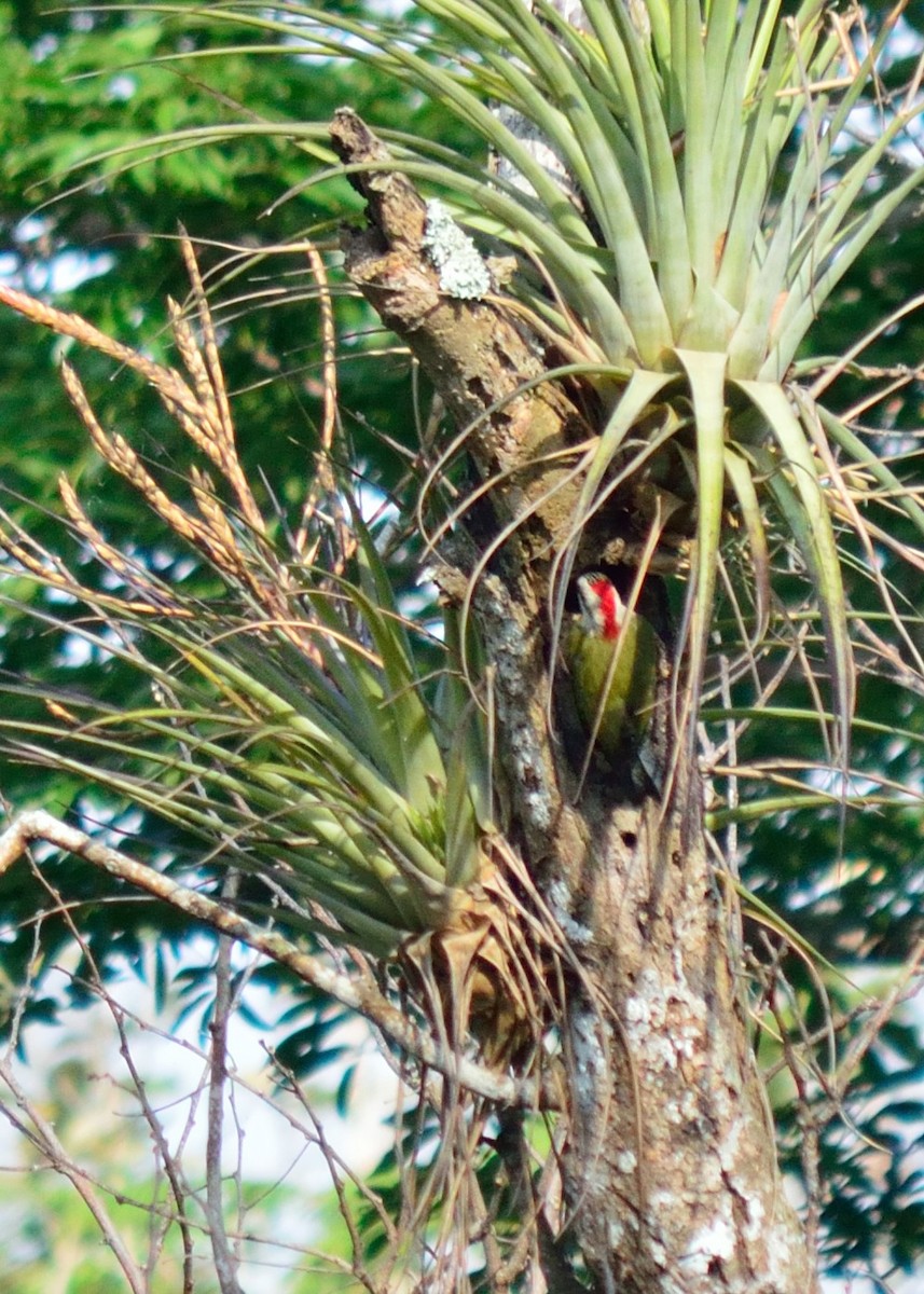 Cuban Green Woodpecker - ML130191911