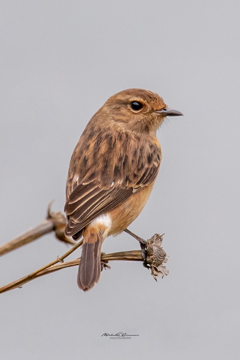 African Stonechat - Michelle Summers