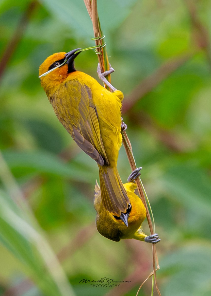 Spectacled Weaver - Michelle Summers