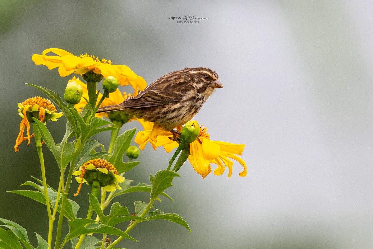 Streaky Seedeater - Michelle Summers